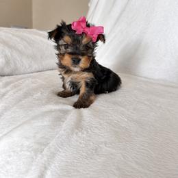 Yorkshire Terrier Puppies from TheDogHouse
