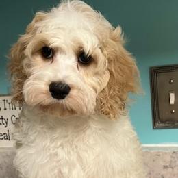 Cavalier King Charles Spaniels and Cavapoos from April’s Cavaliers/Cavapoos