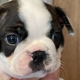 Boston Terriers and French Bulldogs from Absolutely Boston Terriers and French Bulldogs