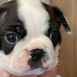 Boston Terriers and French Bulldogs from Absolutely Boston Terriers and French Bulldogs