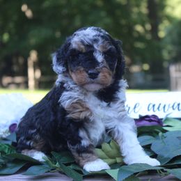 Aussiedoodle Puppies from Old Mills Aussiedoodles