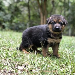German Shepherd Puppies from Zwinger vom Schneider Wald