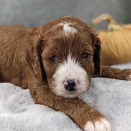 Cavapoo and Whoodle Puppies from Gardner Lane Puppies