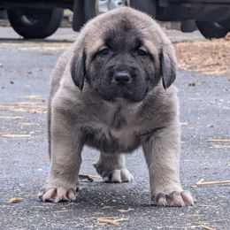 Tom - Gray fawn male Anatolian Shepherd Dog puppy in Jackson, New Jersey from Homestead Heaney