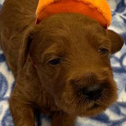 Ruby - Red  female Goldendoodle puppy in Maricopa, Arizona from AZ Designer Goldendoodles
