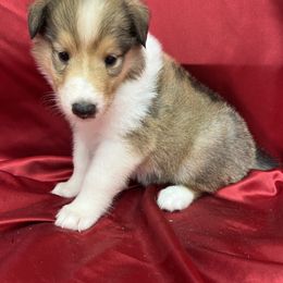 Fern - Sable female Collie puppy in Groveland, Florida from Palmhaven Collies