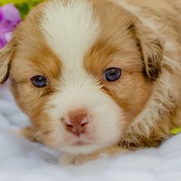 Toy Australian Shepherds from Twin River Toy Aussies