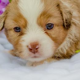 Toy Australian Shepherds from Twin River Toy Aussies