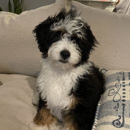 Bernedoodles from Emma Grace Doodles