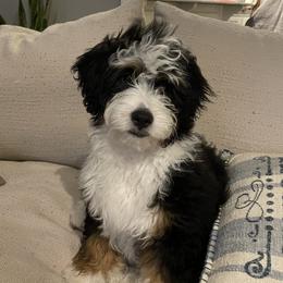 Bernedoodles from Emma Grace Doodles