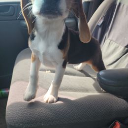 Beagle All Grown Up from Rustic Farm Sporting Beagles