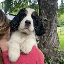 English Springer Spaniel Puppies from Georgia's Springers