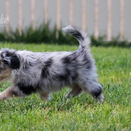 Australian Shepherd, Miniature American Shepherd, Miniature Australian Shepherd, and Toy Australian Shepherd Puppies from Painted Blue Aussies
