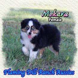 Mokara - Black tri female Toy Australian Shepherd puppy in Forestburg, Texas from Flaming Dill Ranch Aussies