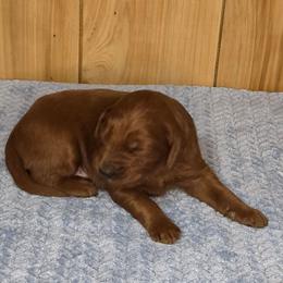 Lucky - Red male Irish Doodle puppy in Bonifay, Florida from Heavenly Poodles