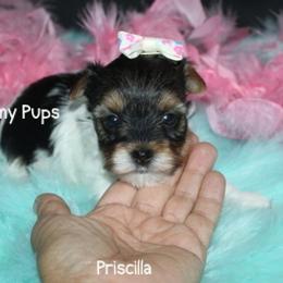 AKC Priscilla SOLD - Black tan and white female Biewer Terrier puppy in Kennesaw, Georgia from Dreamy Pups