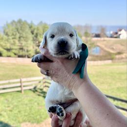 Mr. Green - Light golden male Golden Retriever puppy in Jasper, Tennessee from Suncoast Goldens
