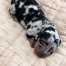 Dachshund Puppies from Wildflower Weenies