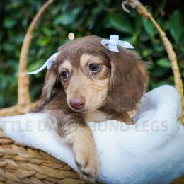 Charlotte - Chocolate and cream female Dachshund puppy in Temecula, California from Naomi Magee's Dachshund Kennel