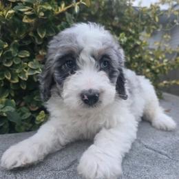 Brynn - Blue merle female Bernedoodle puppy in Blackfoot, Idaho from Draper Mountain Doodles