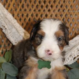 Male 2 - Blue merle male Bernedoodle puppy in Belgreen, Alabama from Scott’s Farm Poodles and Doodles