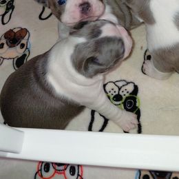 Boston Terrier puppies from Meatloaf's Boston