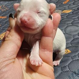 Buzz - Parti male Yorkshire Terrier puppy in Hamilton, Ohio from Purebred Yorkies of Ohio