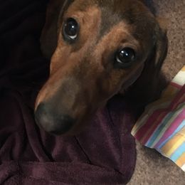 Dachshunds from Edwards’ Dachshunds