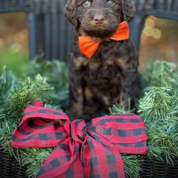 Lucky Country Roman - Chocolate male Australian Labradoodle puppy in Wake Forest, North Carolina from Lucky Country Labradoodles