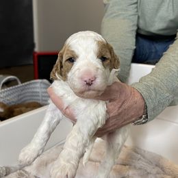 Goldendoodle and Golden Retriever Puppies from Valley of the Sun Breeders