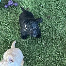 Scottish Terrier Puppies from Miranda Maynard