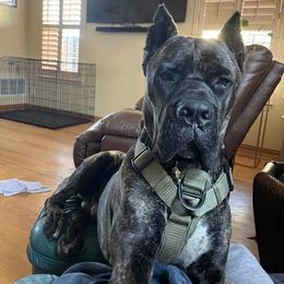 Cane Corso All Grown Up from La Muerte Corso Kennel