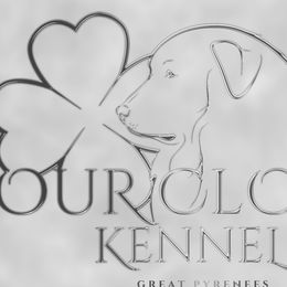 Great Pyrenees from Four Clover Kennel