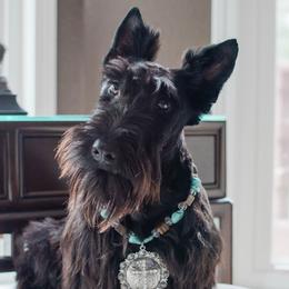 Kenna - Scottish Terrier