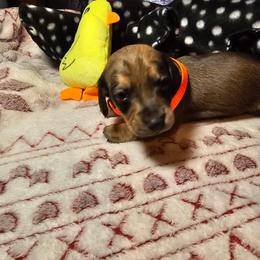 Dachshund Puppies from Randal Hunke