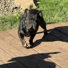 S-D'S SIR WILLIAM WALLACE - Black and tan male French Bulldog puppy in Klamath Falls, Oregon from S-D Frenchies