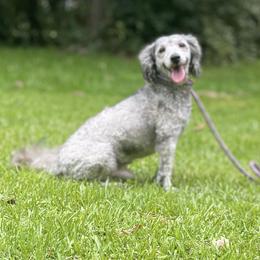 Greyson - Silver male Poodle puppy in Macon, Georgia from Mystic Mini Poodles