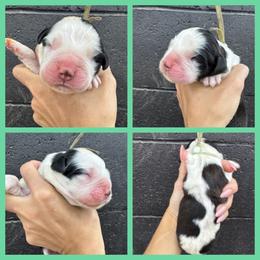Teal - Mahogany and white female Saint Bernard puppy in Ladysmith, Wisconsin from Northwoods Saint Bernards
