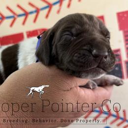Jackie purple collar - Liver roan female German Shorthaired Pointer puppy in Six Mile, South Carolina from The Proper Pointer Co.