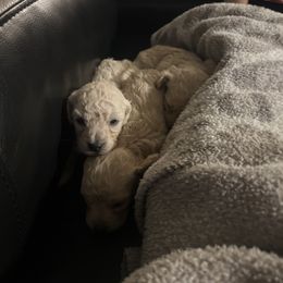 Furbabies - Champagne male Maltipoo puppy in San Antonio, Texas from Maria Ramirez