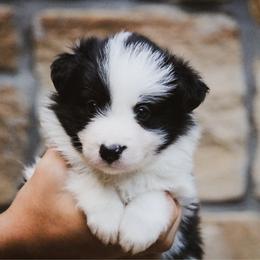 Checkers - Black female Border Collie puppy in Dallas, Texas from Effervescent Border Collies
