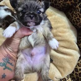Teddy - Chocolate sabled fawn male Chihuahua puppy in Amity, Pennsylvania from Baxters Chihuahuas
