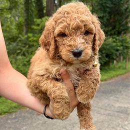 Boy 3 - Red male Bernedoodle puppy in Milford, Ohio from Doodle Duo