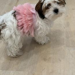 Bernedoodle, Cavapoo, Havanese, and Havapoo Puppies from Lady Paws Puppies - Cassie