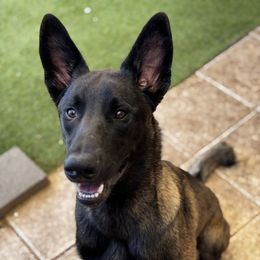 Boy 3 Male BRAD - Black sable male Belgian Malinois puppy in Arizona from Maricopa Malinois (SERIOUS INQUIRIES ONLY)
