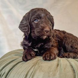 Bunny - Brown female Bernedoodle puppy in Jackson, Missouri from Pincksten Family Doodles