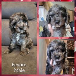 Eeyore - Merle male Cockapoo puppy in Zanesville, Ohio from Oodles of Doodles & Poos