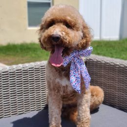 Remi - Australian Labradoodle