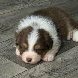 Red tri boy 1 - Red tri-color male Australian Shepherd puppy in Saint Augustine, Florida from NorthBeach Aussies