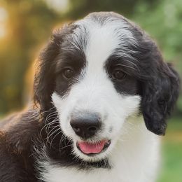 Girl 1 - Black and white Aussiedoodle puppy in Kevil, Kentucky from HK Aussiedoodles